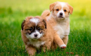 Adiestramiento Canino para Cachorros